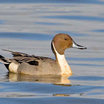 Northern Pintail